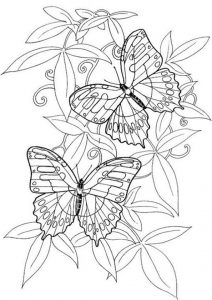 Malvorlagen Erwachsene Schmetterling 4
